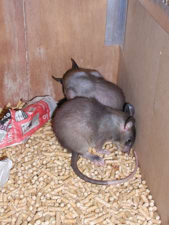Two eight week old Pouched Rats grooming