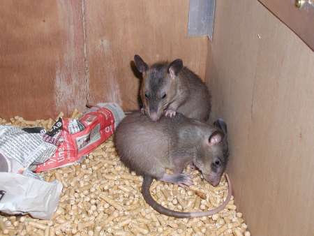 Two eight week old Pouched Rats