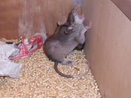 Pouched rat yawning