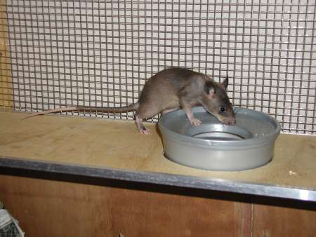 Pouch rat climbing onto a potty
