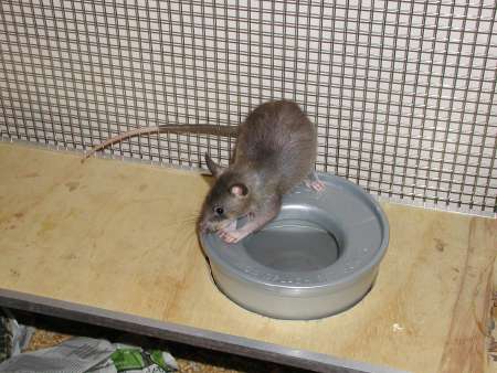 Pouched Rat climbing on potty