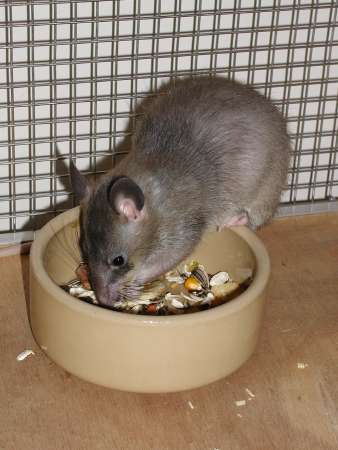 Pouched Rat eating from food bowl