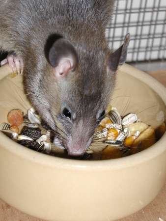 Close-up of pouched rat eating