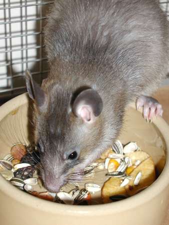 Close-up of Pouched Rat eating