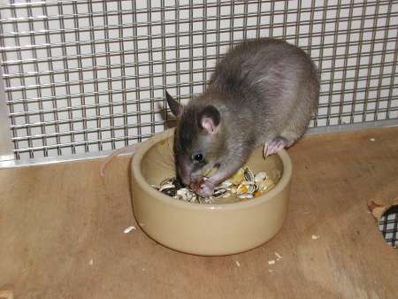 Pouched Rat eating from food bowl