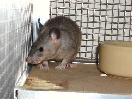 Eight week old male Pouched Rat