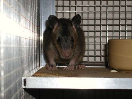 Eight week old Pouched Rat