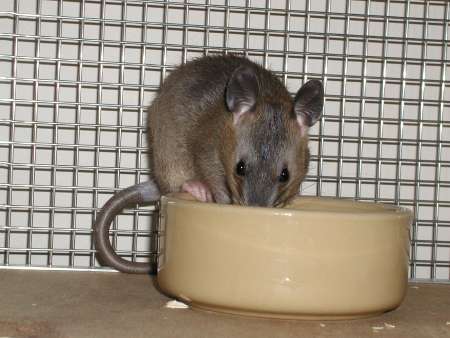 pouched rat eating from food bowl