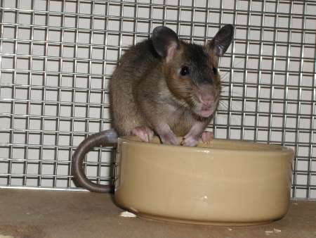 Pouched Rat with mouth open