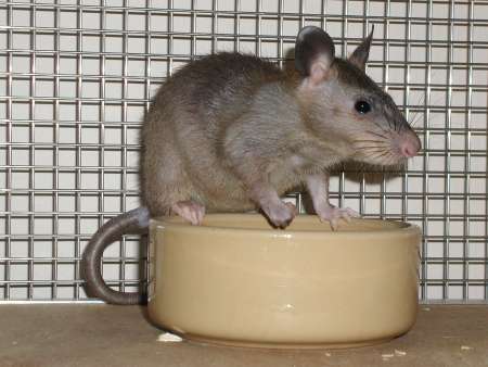 Pouched Rat side view