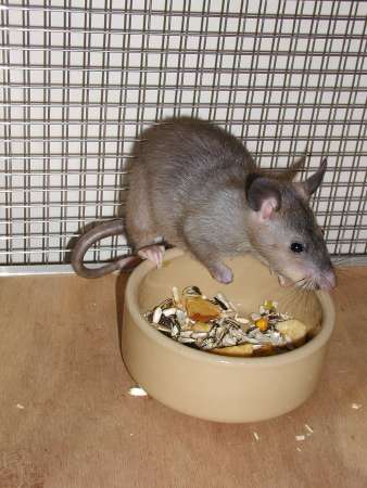 Female Pouched Rat at food bowl