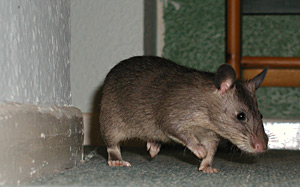 Ambaa 29 January 2006 – 23 December 2009 Pouched Rat exploring
