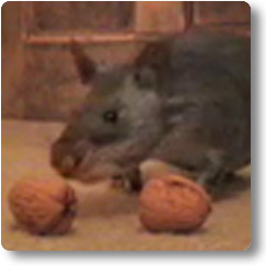 Pouched Rat with two wallnuts