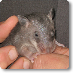 Pouched best sale rat pet