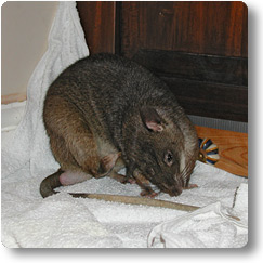 Pouched Rat scratching