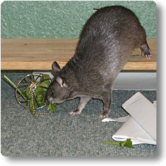 Pouched rat eating spinach