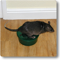 Pouched Rat behaviour