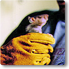 Rat being held in armoured glove