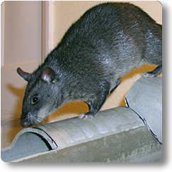 Pouched rat climbing in cardboard tubes