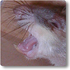Pouched Rat snarling