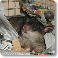 Pouched Rat waking up