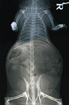 Top x-ray