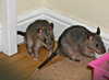 A pair of Pouched Rats