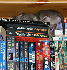 Babu climbing inside a bookcase